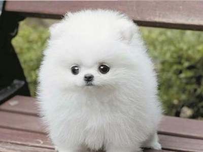 小型犬博美价格 纯种球体白色 黄色博美 公母均有 - 1300元
